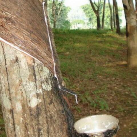 天然橡胶用什么硫化