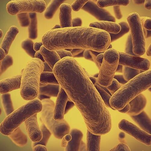 液态复合微生物菌肥